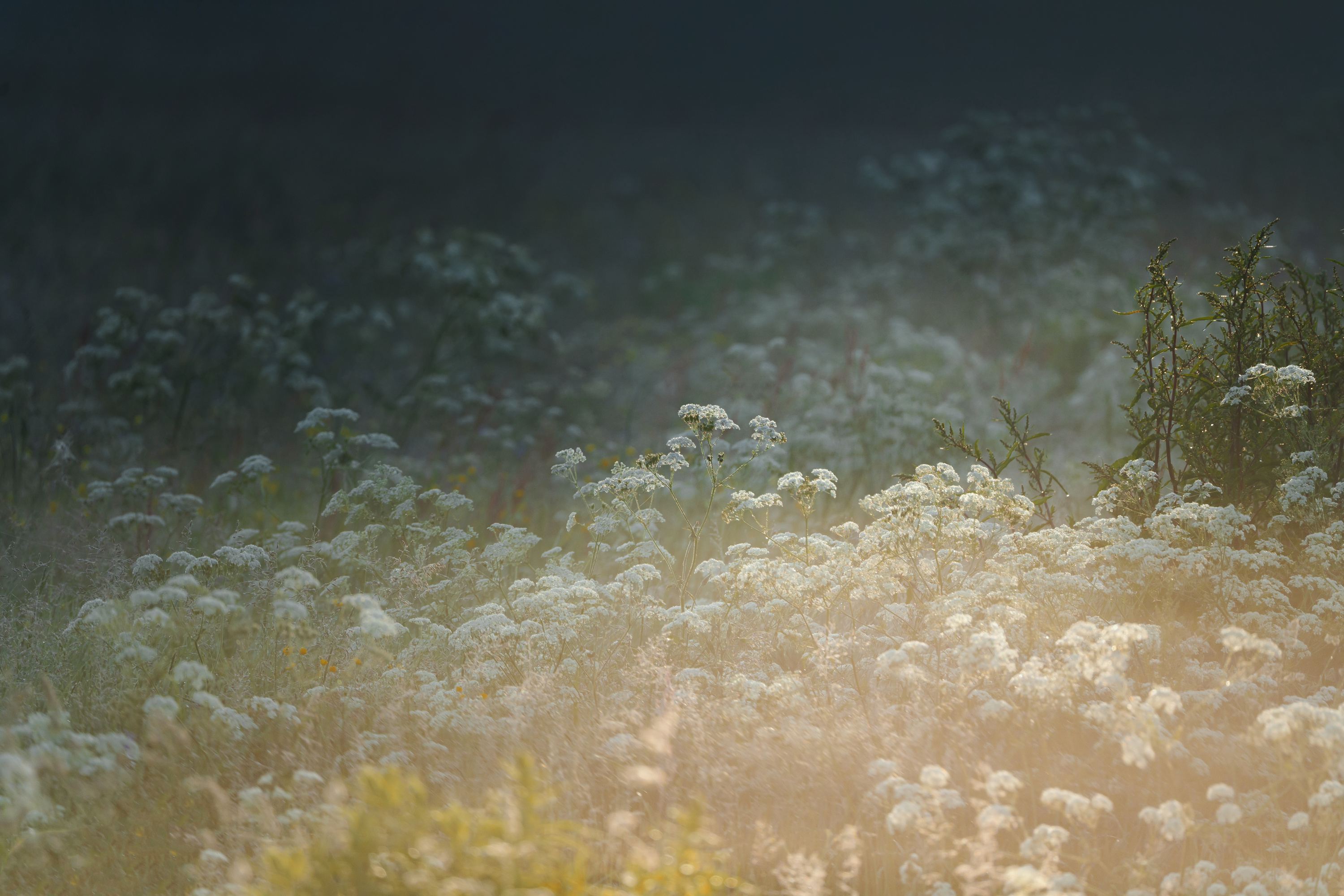 Dreamy meadow at dawn, early morning, nature background